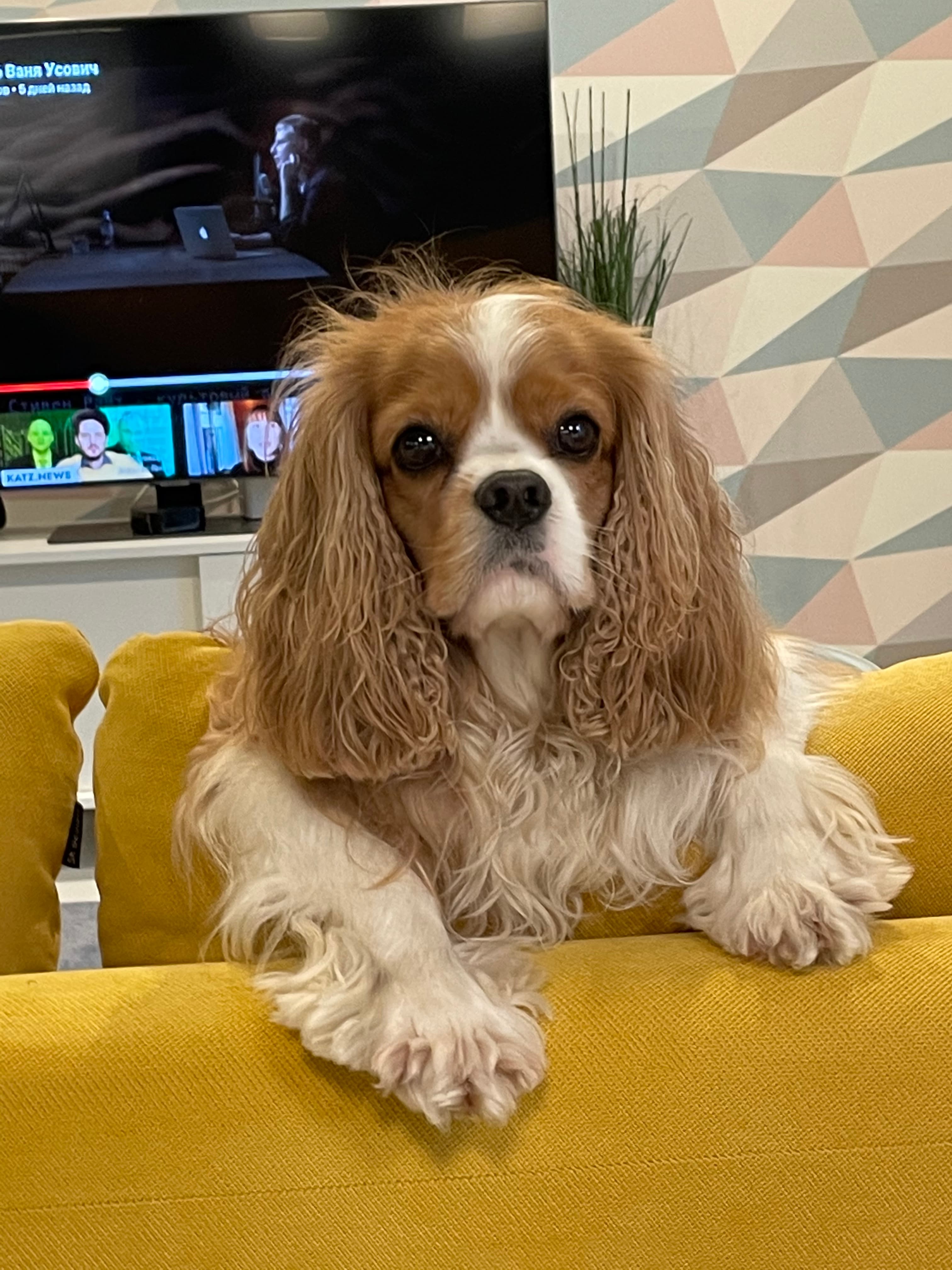 Cavalier