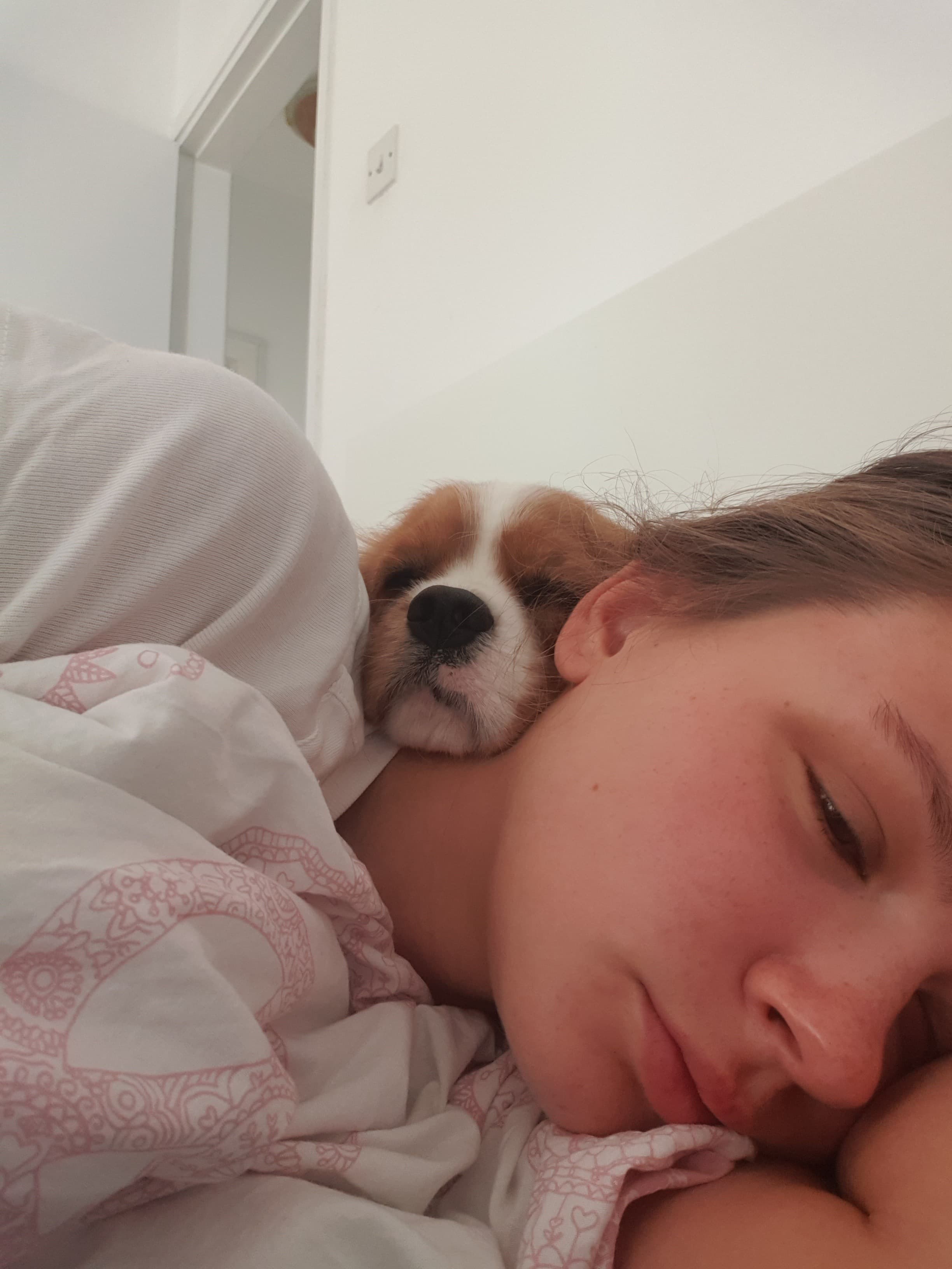 Cavalier