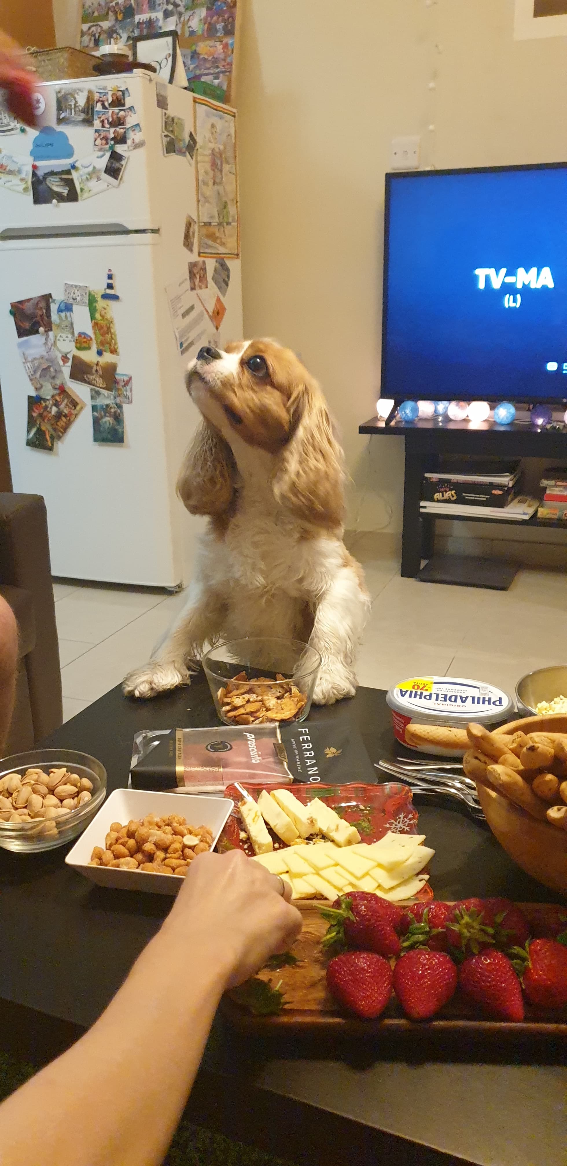 Cavalier