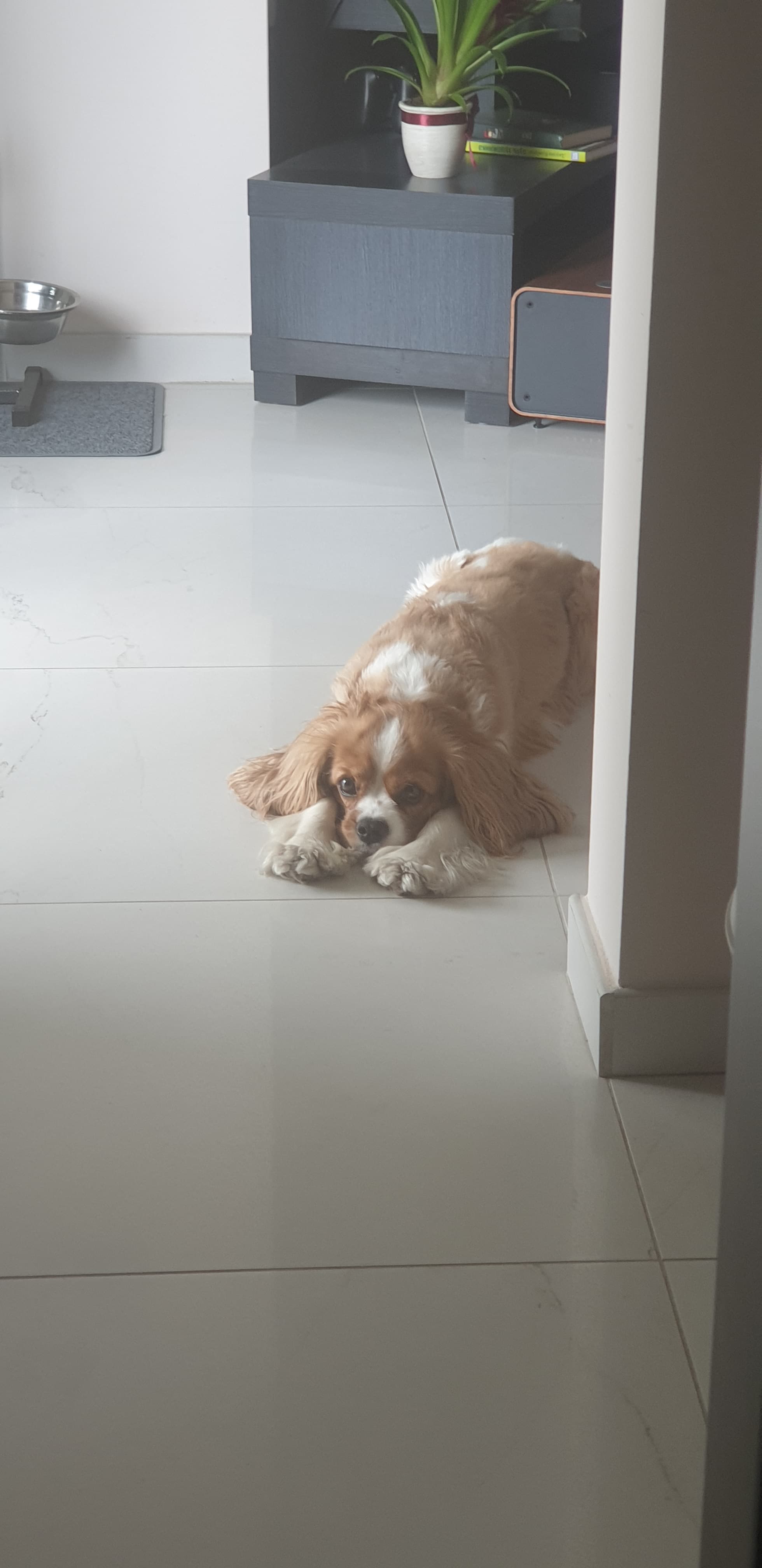 Cavalier