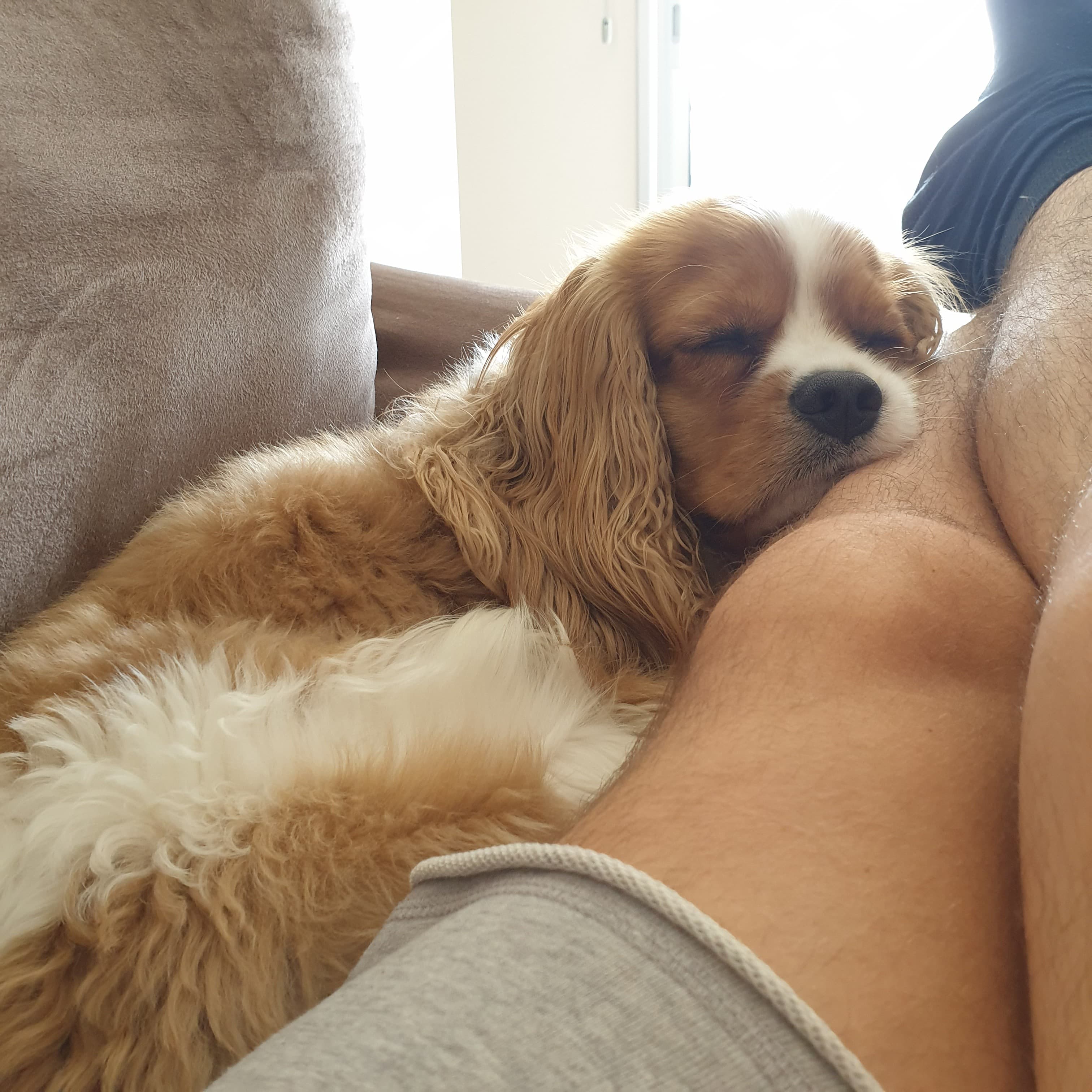 Cavalier